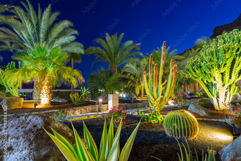 西班牙大加那利岛夜间热带植物区系