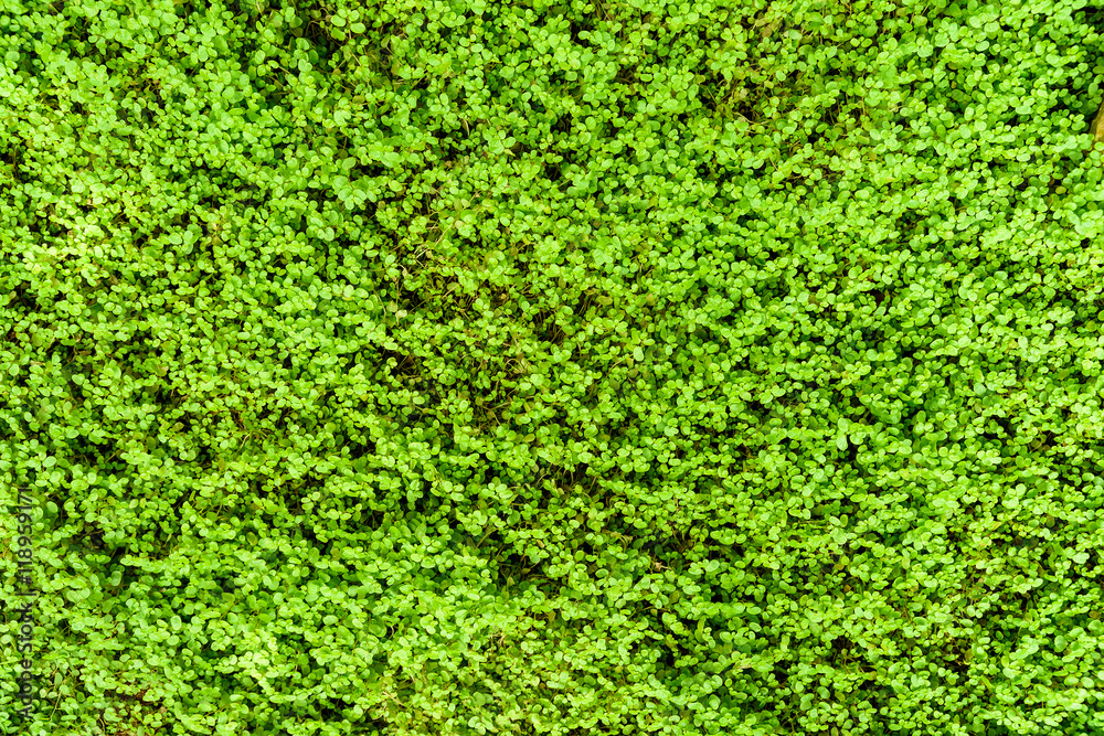 绿色天使眼泪植物或波利安娜葡萄藤（Soleirolia Soleirolii Urticaceae）纹理