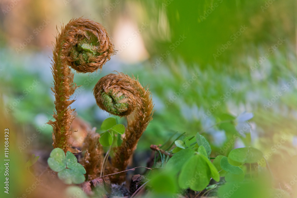 Two sprout of fern in  blurry background, close-up shot.