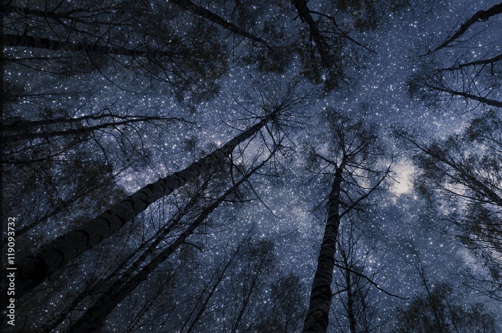 夜晚树林中星空的仰视图。剪影