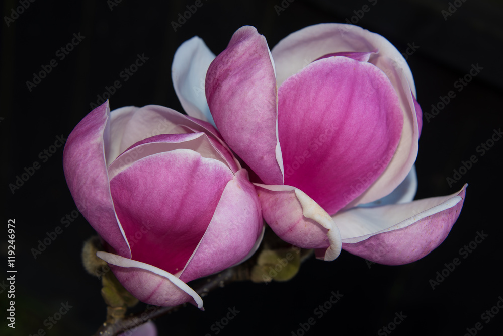 Tulip magnolia flowers closeup