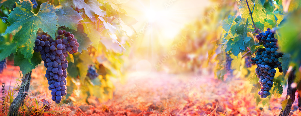 秋天收获的葡萄园，日落时成熟的葡萄