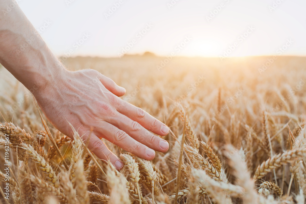 小麦的收成，手的特写，健康的生活和健康的背景