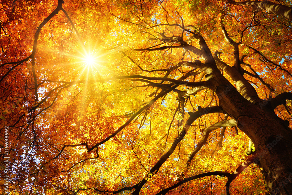 Majestätische Buche im Herbst: der Baum wird von der Sonne warm durchleuchtet