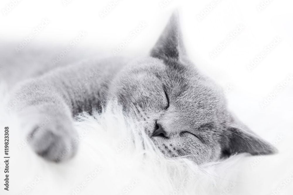 年轻可爱的猫在白色皮毛上休息