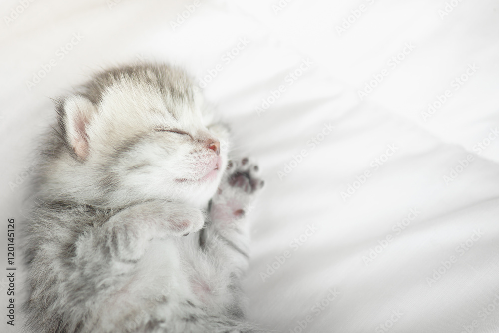 可爱的虎斑小猫躺着