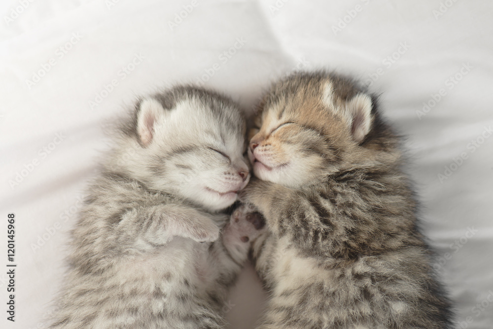 可爱的虎斑小猫睡觉拥抱