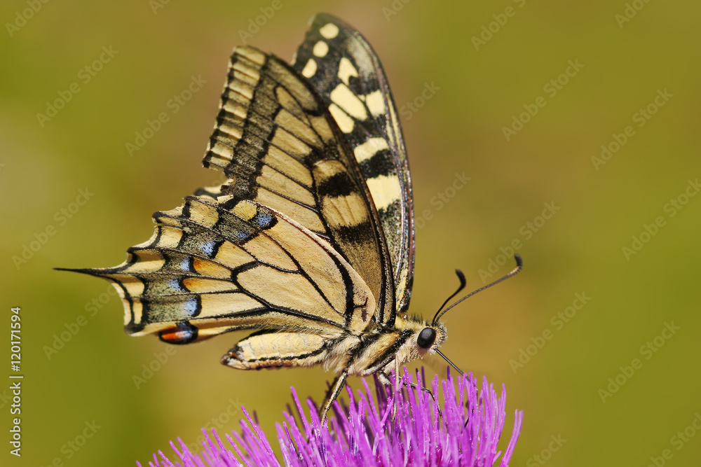 旧世界燕尾服，蝴蝶蝶，蝴蝶坐在自然界的粉色花朵上。夏天