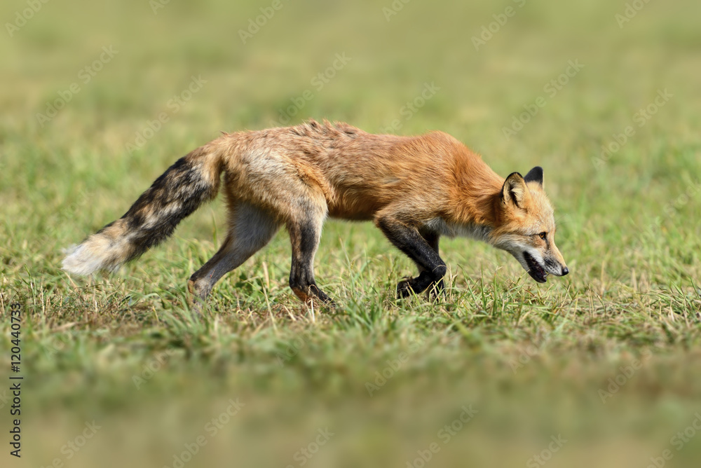 自然界中的赤狐