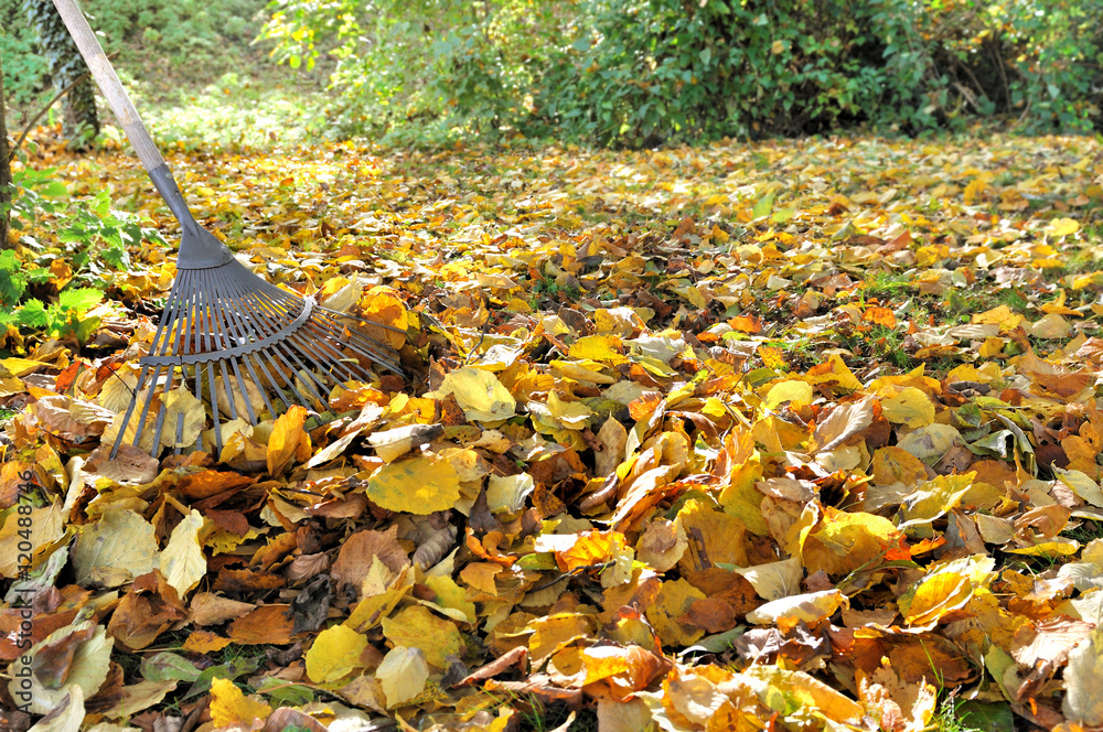 râteau dans tapis de feuilles mortes