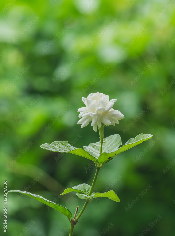 天然绿色背景的白色茉莉花