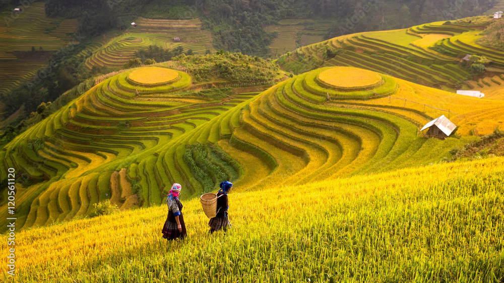 越南。越南西北部的稻田正在准备收割