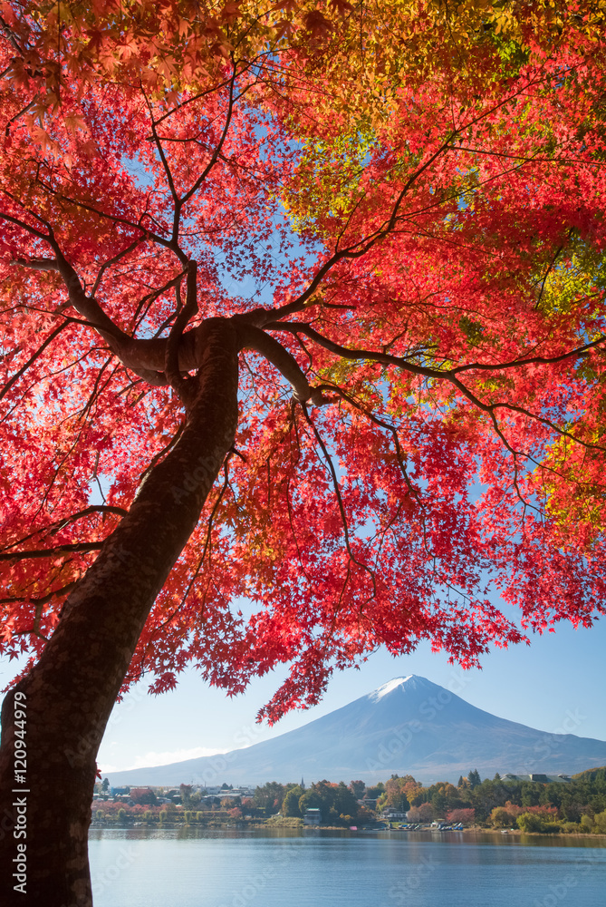 秋季河谷湖的红枫树和富士山