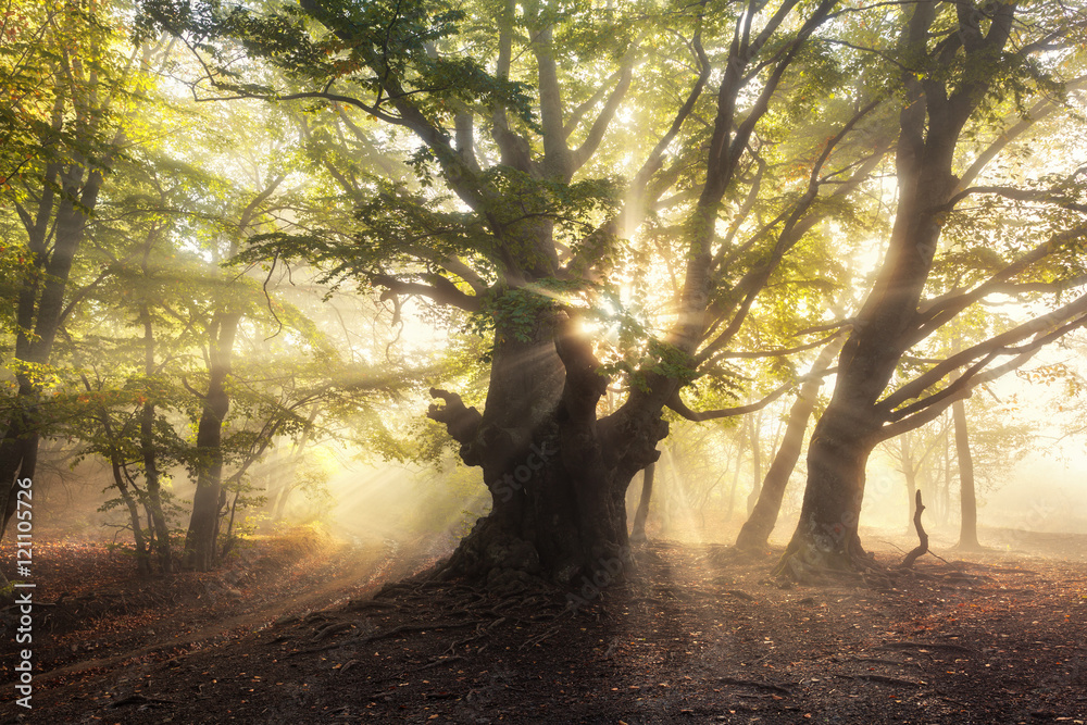 Magical old tree with sun rays in the morning. Forest in fog. Colorful landscape with foggy forest, 