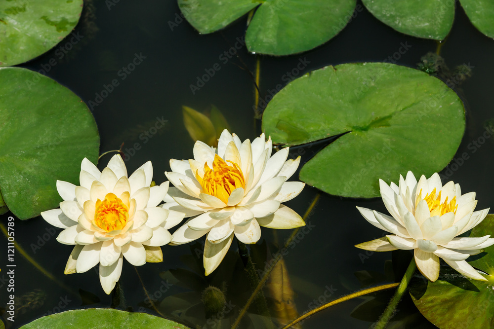 Beautiful yellow Waterlily,aquatic plants grow in the pond