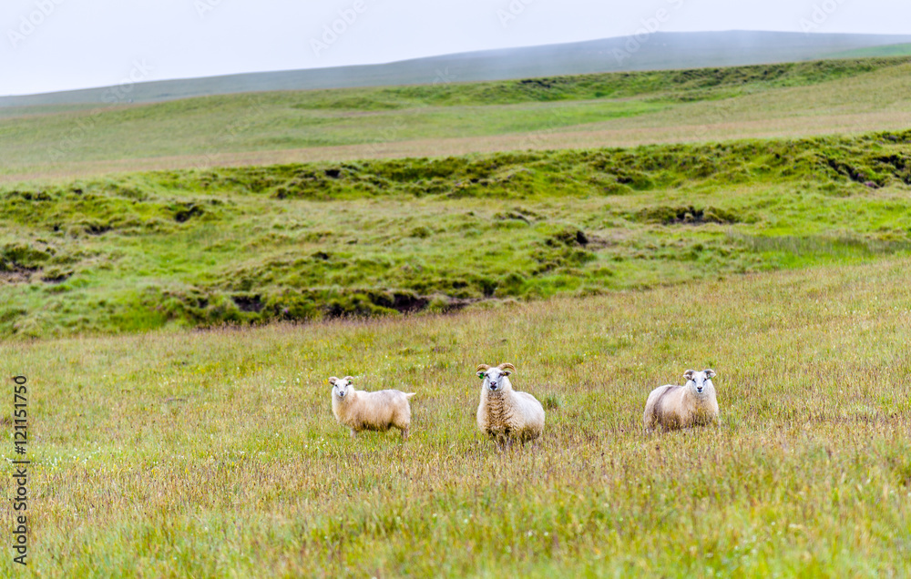 冰岛牧场上的绵羊