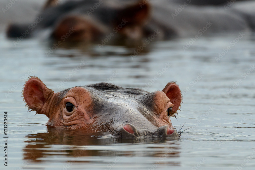 常见的河马（hippopotamus amphibius）。东海岸。Isimangaliso湿地公园。夸祖鲁国家公园