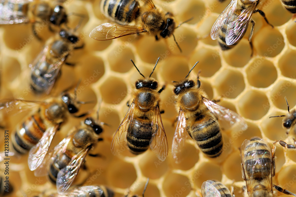 蜜蜂在蜂窝上工作