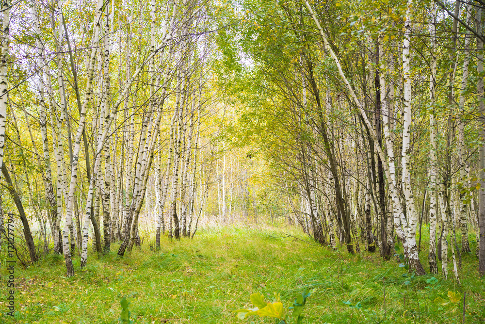 白桦林。俄罗斯。绿叶。迷人的森林