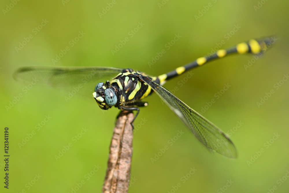 来自斯里兰卡的蜻蜓。贪婪的侧柏，坐在绿叶上的金龟子。Be