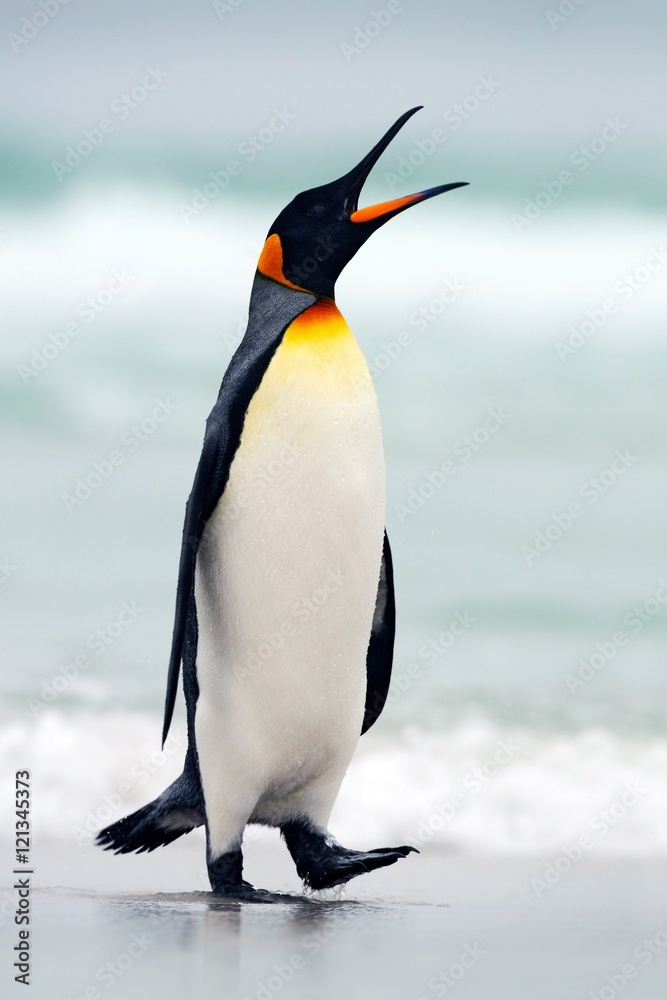 King penguin going from blue water, Atlantic ocean in Falkland Island. Sea bird in the nature habita