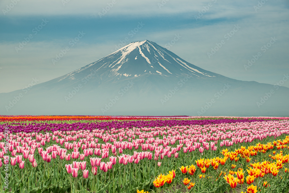 日本郁金香与富士山在日本的景观。