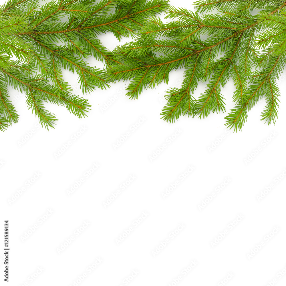 冷杉圣诞绿树枝的背景。隔离在白色上。