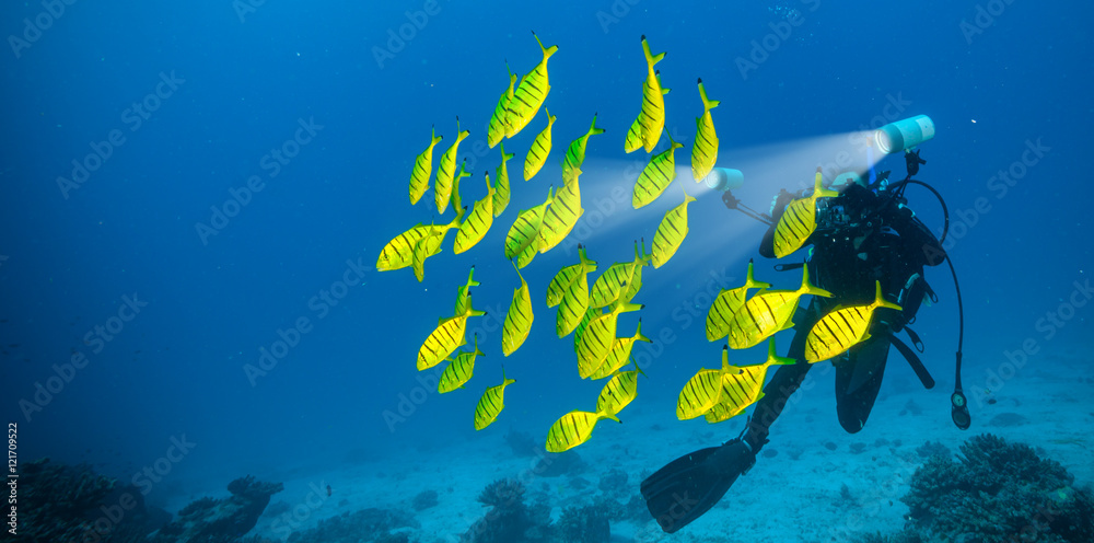 一群黄鱼与水肺潜水摄影师