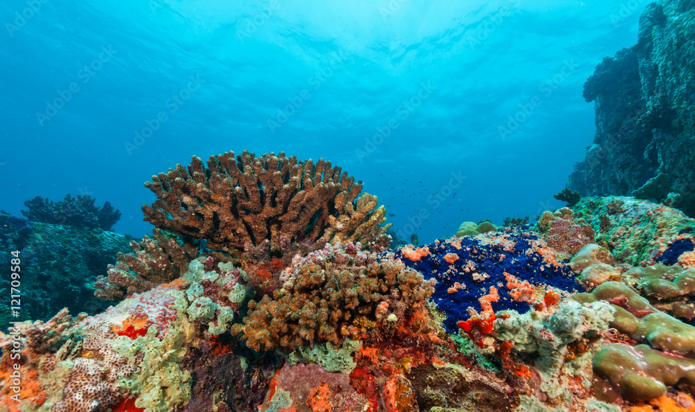 水下珊瑚礁背景