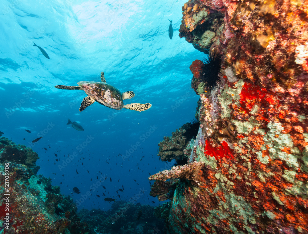 在珊瑚礁中流动的霍克斯比海龟