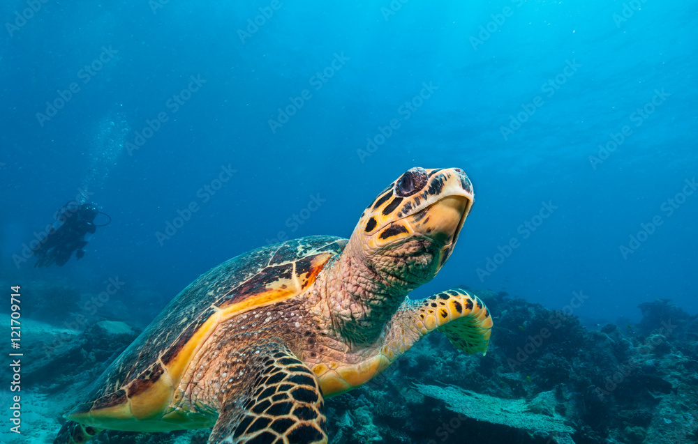 印度洋中的霍克斯比尔海龟