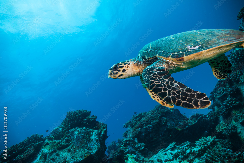 印度洋的霍克斯比尔海龟
