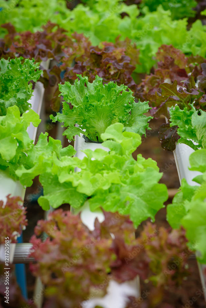 泰国农场的绿色水培有机沙拉蔬菜。Sele