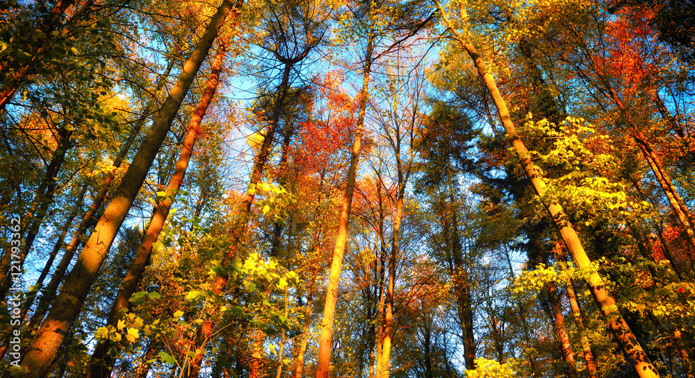 Herbst Szene im Wald, die bunten Baumwipfel leuchten vor blauem Himmel