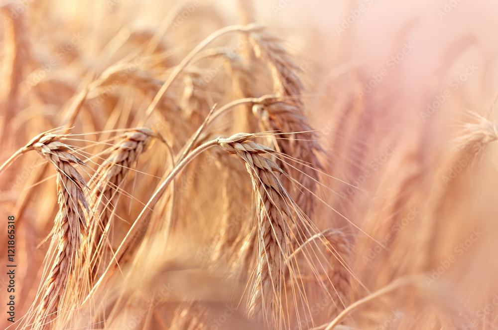 麦田——黄金麦粒