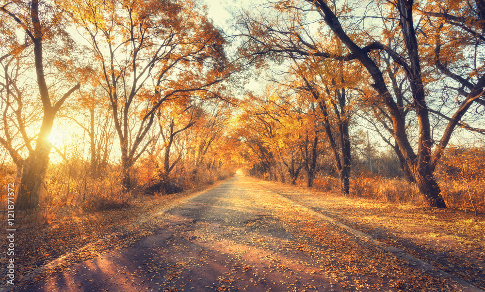 秋天的森林。日落时美丽的森林和乡间小路。树木的彩色景观，乡村的罗