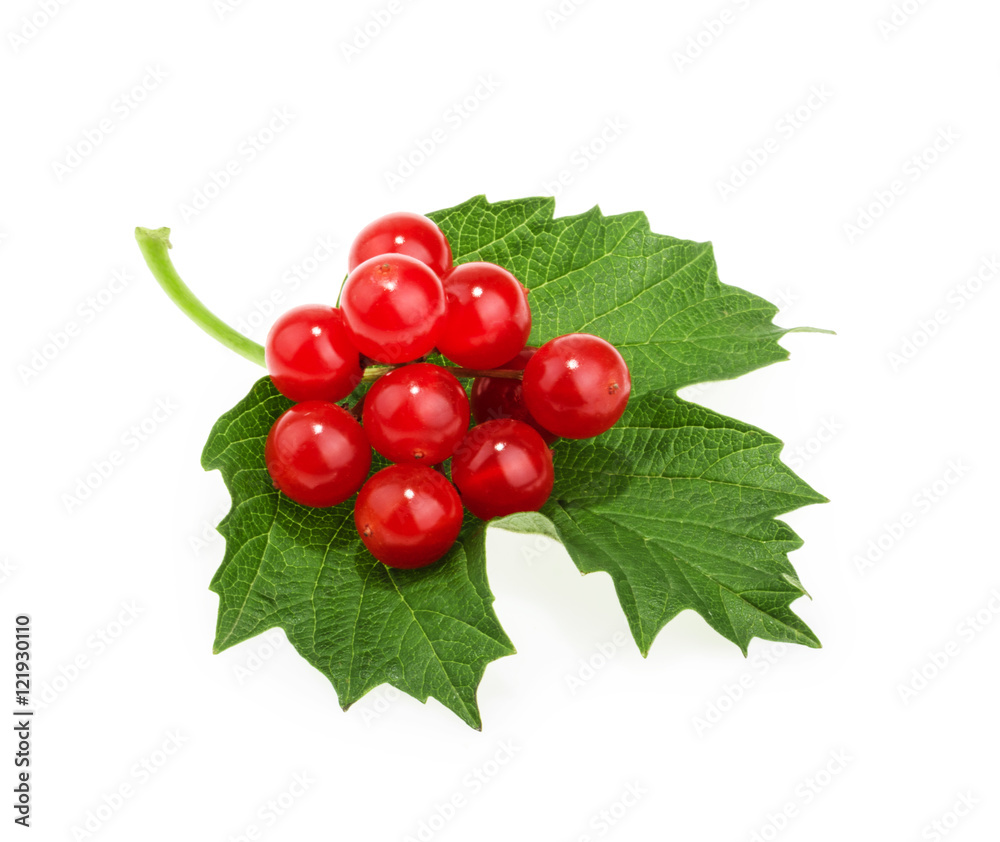 Viburnum的红色浆果（箭木），在白色上分离