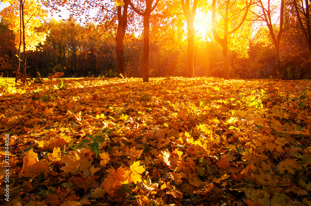 秋天的树与阳光