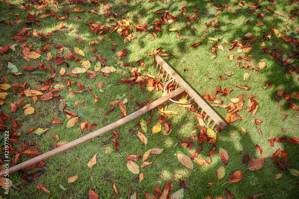 在向阳的草地上用木耙工具割下秋叶。
