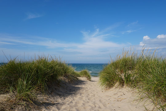 Beach grass with blue sky