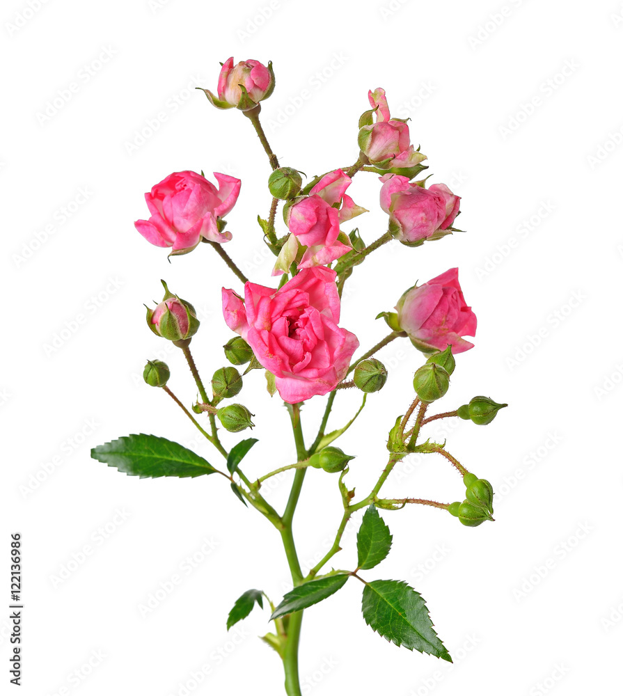 白色背景下的粉红色玫瑰