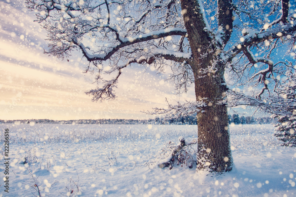 傍晚降雪时冬季景观中的美丽树木