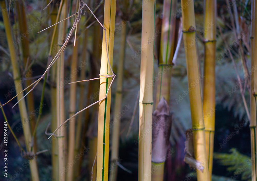 竹子。黄色幼竹。没有熊猫