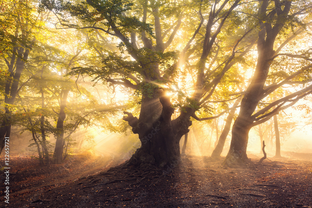 神奇的老树，早上有阳光。雾中的森林。雾中森林的彩色景观，