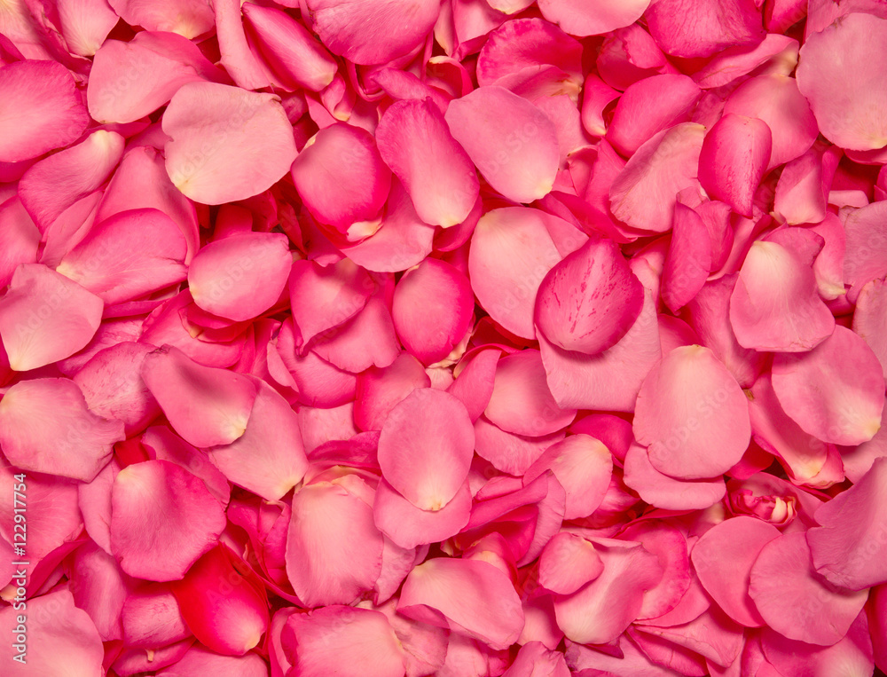红粉色玫瑰花瓣背景