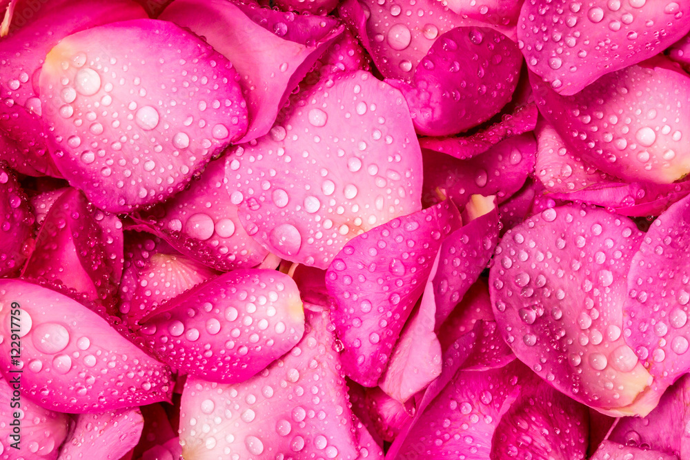 带水滴的清新粉色玫瑰花瓣背景