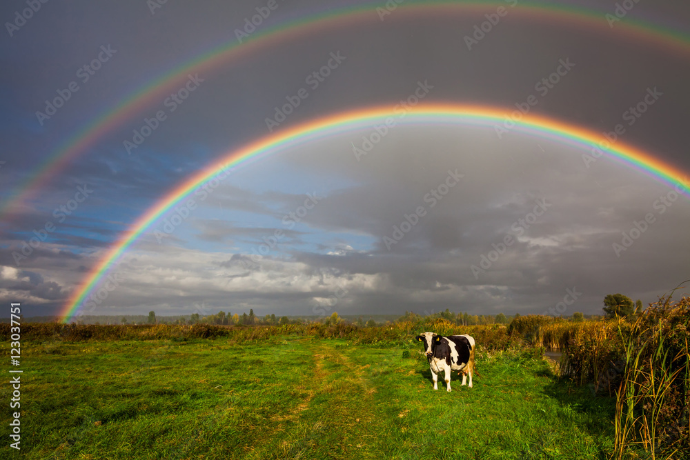 奶牛在美丽的双彩虹背景下吃草