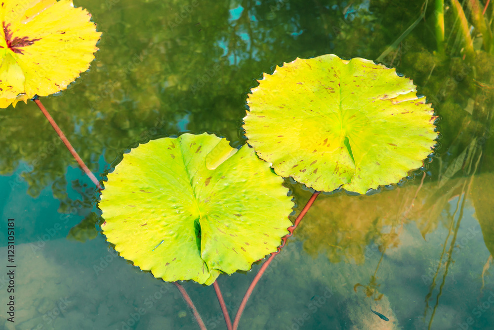 Green aquatic plant water lily leaves growing in a pond