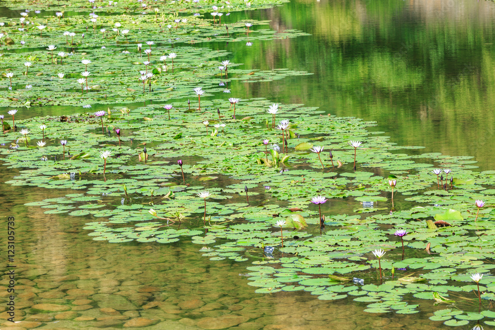 绿色水生植物睡莲叶子长在池塘里