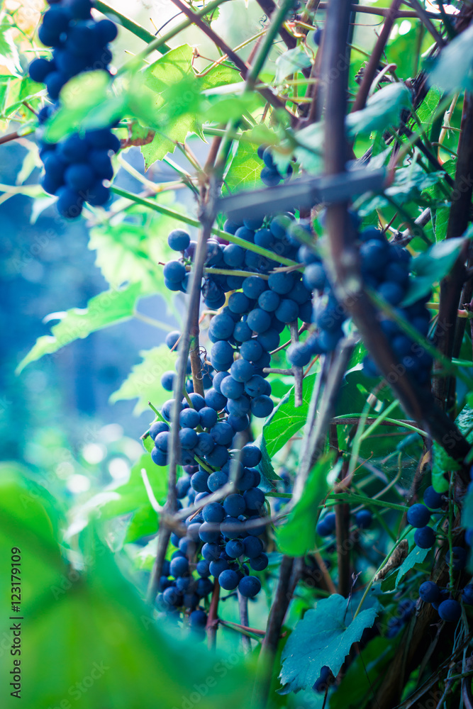 葡萄园里的葡萄束。选择性聚焦。浅景深。